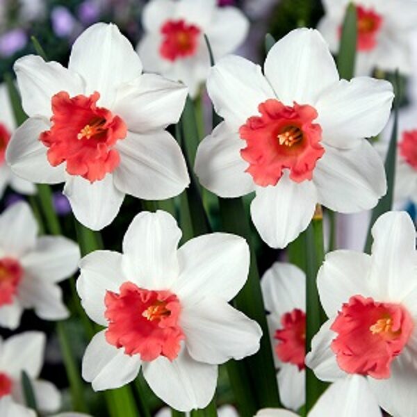 Narcises lielvainadziņa CHARMING LADY 5 gab  JAUNUMS!