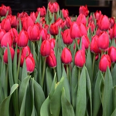 Tulpe triumfa Coalition 1 gab