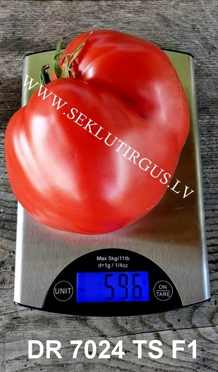 Tomāti DR 7024 TS F1 9 gab De Ruiter Seeds