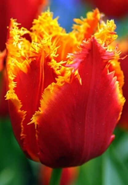 Tulpe bārkstainā Fabio 1gab