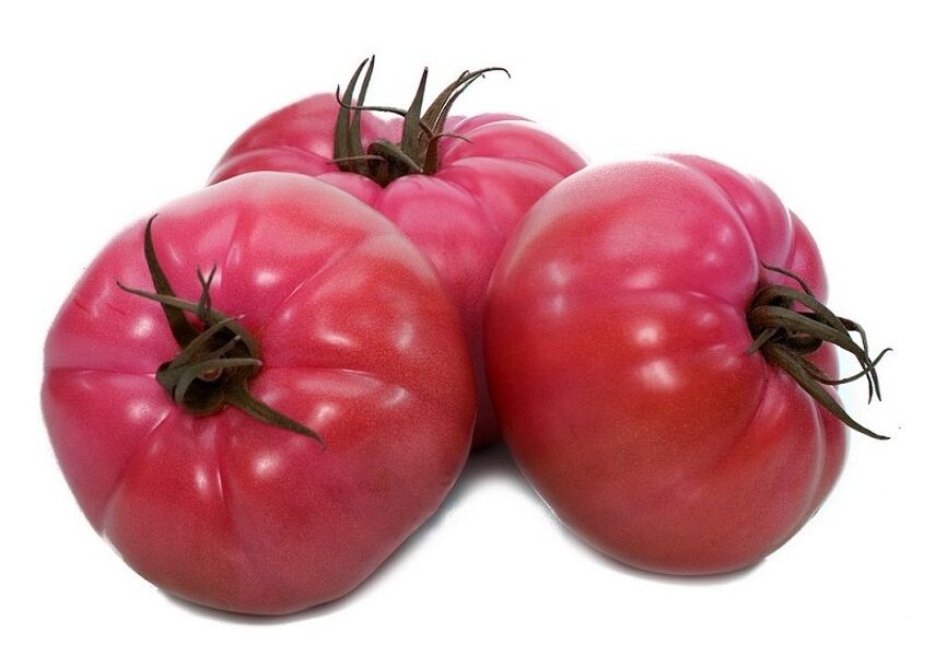 Tomāti GUSTO PINK F1 50 gab Yuksel Tohum