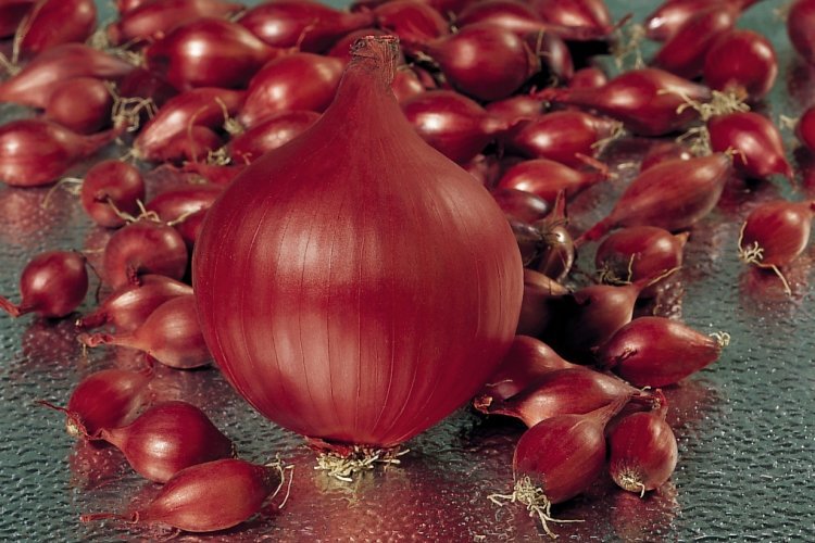 Sīksīpoli RED BARON 1 kg Frakcija: 14/21 Holande