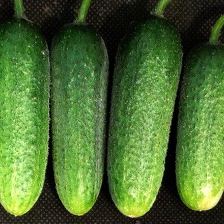 Gurķi HARMONIE F1 15 gab Rijk Zwaan