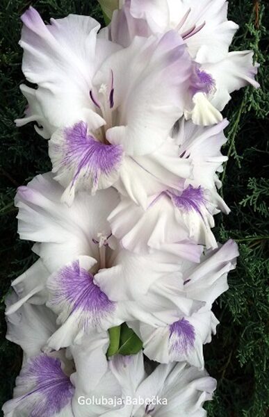 Gladiolas  581 Golubaja babočka  5 gab