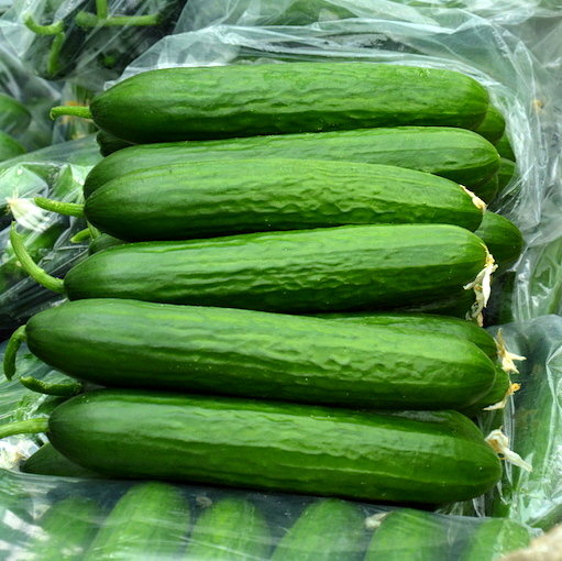 Gurķi HAKER F1 3 gab W.Legutko