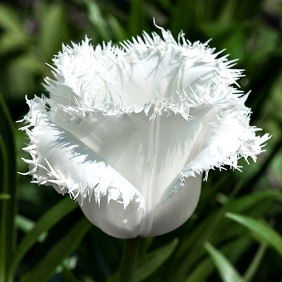 Tulpe bārkstainā Honeymoon 5 gab