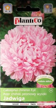 Asteres ķīnas peoniju Jadwiga 1 g PlantiCo