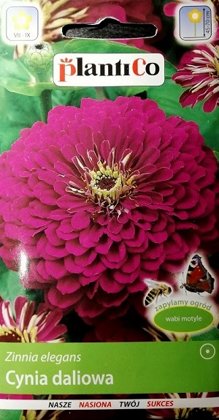 Cinnijas dāliju PURPLE PRINCE 1 g PlantiCo