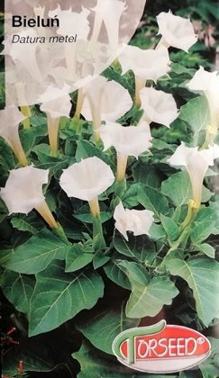 Eņģeļtaure (Metela velnābols) balta 0.5 g Torseed