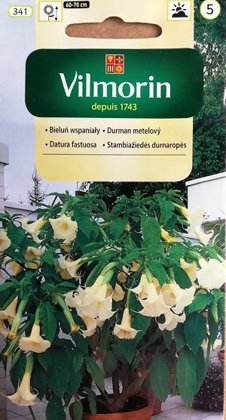 Eņģeļtaure dzeltena (Metela velnābols) 5 gab Vilmorin