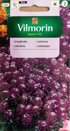 Jūrmalas lobulārija ROYAL CARPET (Saldā alise) (Lobularia)1 g Vilmorin
