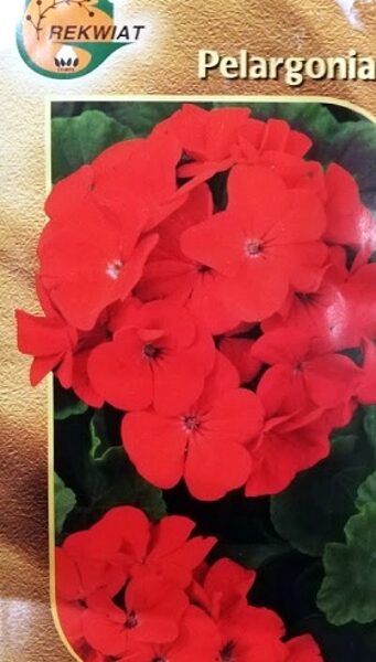 Pelargonija dārza sarkana 10 gab Rekwiat