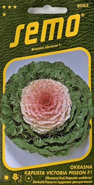 Dekoratīvais kāposts Victoria Pigeon F1 Semo   A.P.