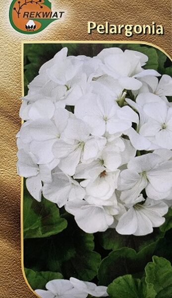 Pelargonija zonālā balta F2 10 gab Rekwiat A.P.