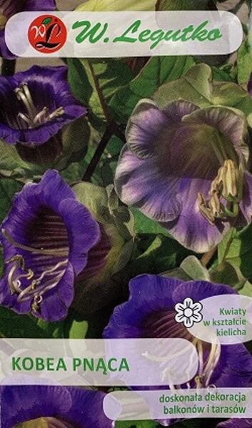 Kobejas violetas 6 gab W.Legutko