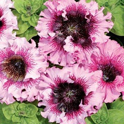 Petūnija GRANDIFLORA SUPERBISSIMA ROSEA 10 gab CERNY