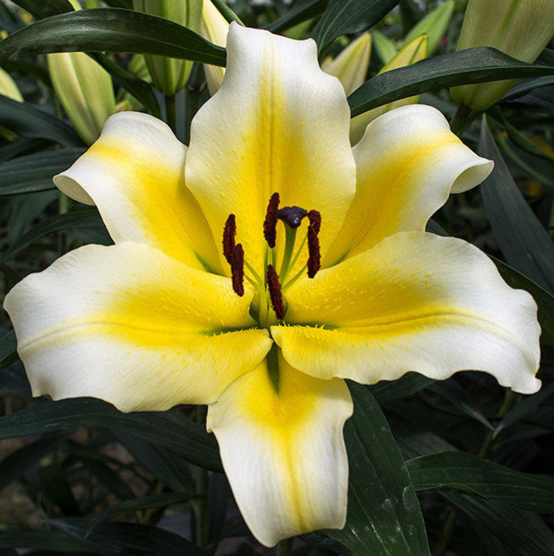 Lilija CONCAD'OR 10 gab