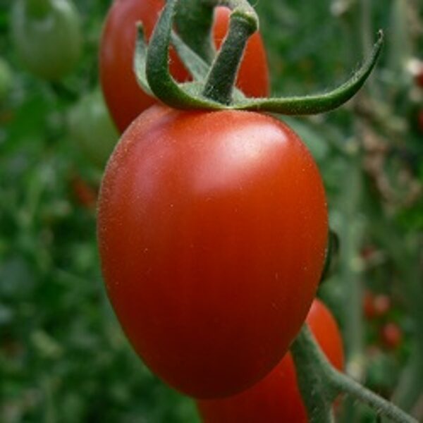 Tomāti LUCIPLUS 11 F1  9 gab Hazera