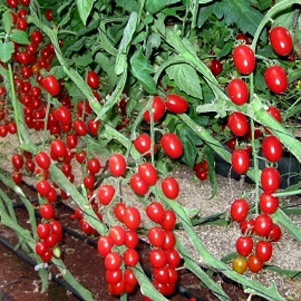 Tomāti LUCIPLUS 11 F1  9 gab Hazera