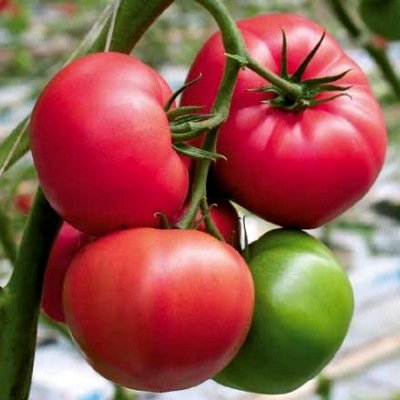 Tomāti MAMIRIO F1 5 gab Syngenta