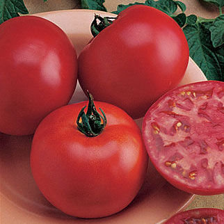 Tomāti MARACANA F1 10 gab YUKSEL SEEDS