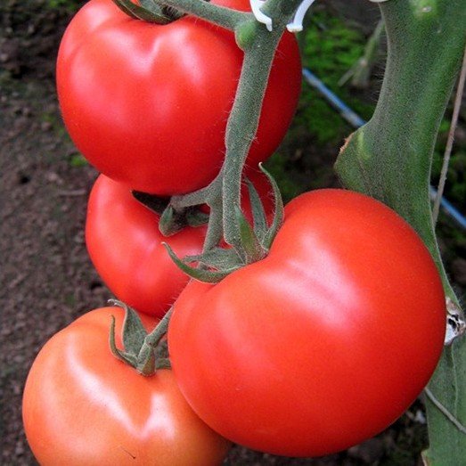 Tomāti MATIAS F1 5 gab Semenis