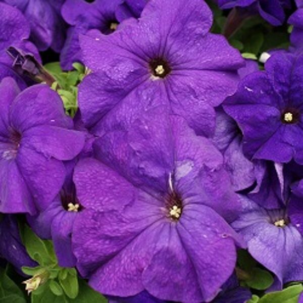 Petūnija Grandiflora PARADE/LIMBO GP F1 Mid blue F1 10 gab Graines VOLTZ