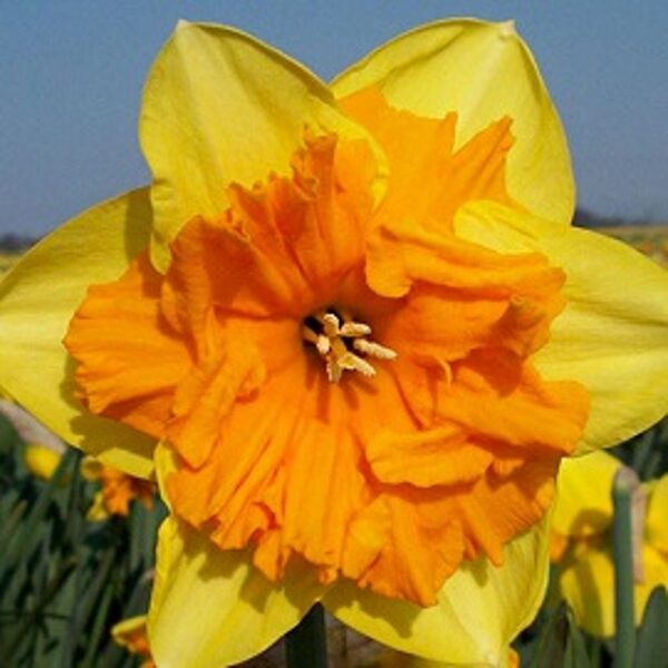 Narcises šķeltvainadziņa MONDRAGON 5 gab