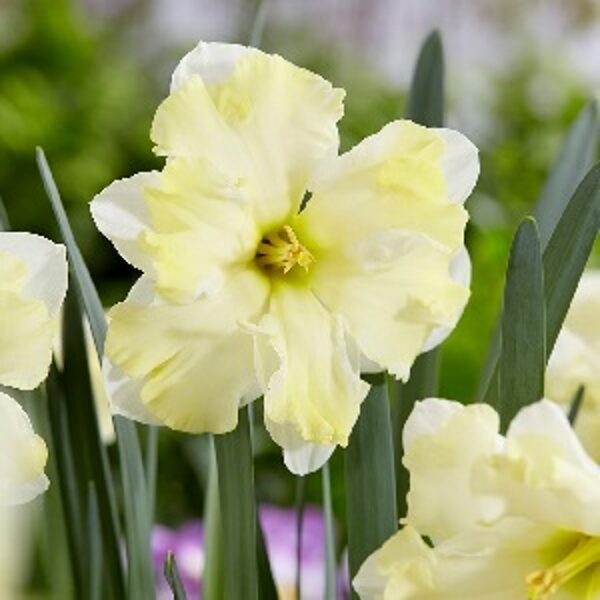 Narcises šķeltvainadziņa CASSATA 5 gab