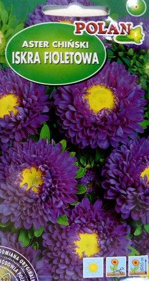 Asteres ISKRA FIOLETOWY 1 g Polan A.P.