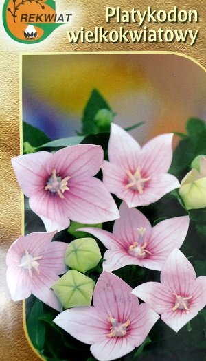 Lielziedu platpulkstenīte rozā 0.1 g Rekwiat