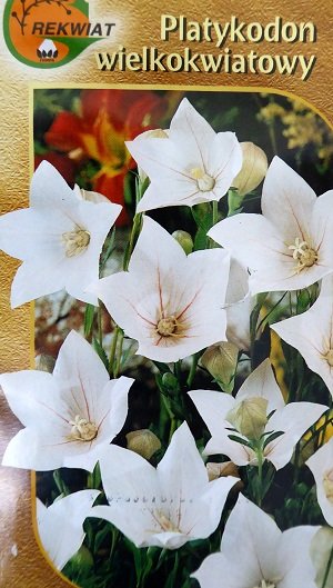 Lielziedu platpulkstenīte balta 0.1 g Rekwiat