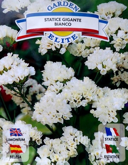 Jomainā limonija Statice gigante Bianco 0.3 g Galassi sementi