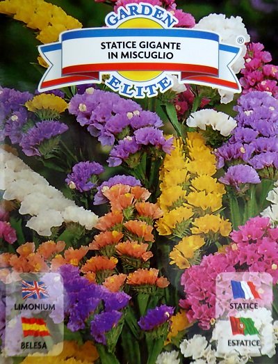 Jomainā limonija Statice gigante MIX  0.3 g Galassi sementi