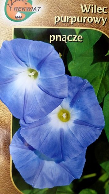 Purpura ipomeja zila 3 g Rekwiat 