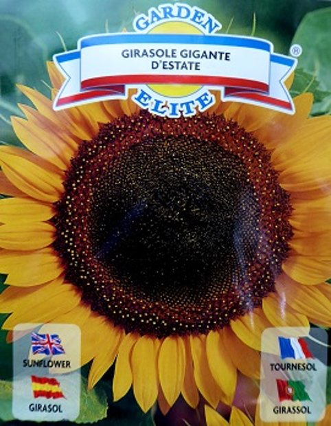 Saulespuķes GIGANTE D´ESTATE 1.7 g Galassi Sementi (A.P.)