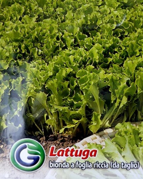 Salāti lapu Bionda a foglia riccia 8 g Galassi Sementi