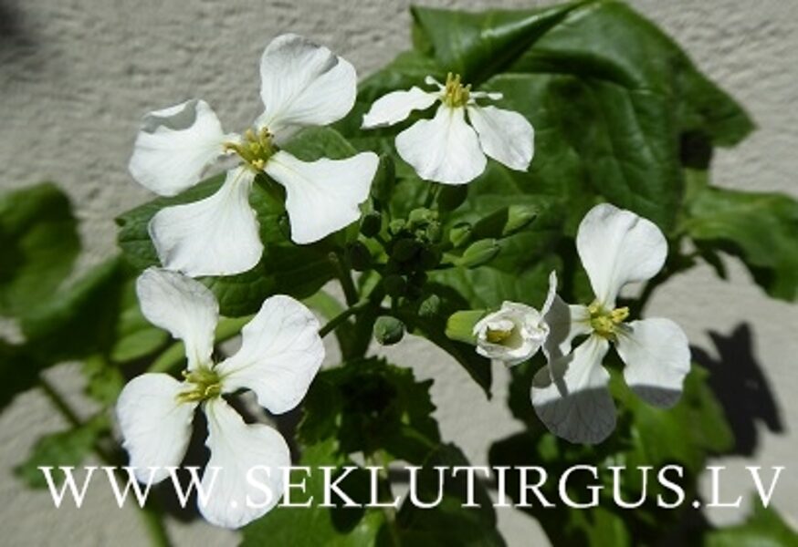 Eļļas rutks VB GAUSIAI 0.5 kg Lietuva