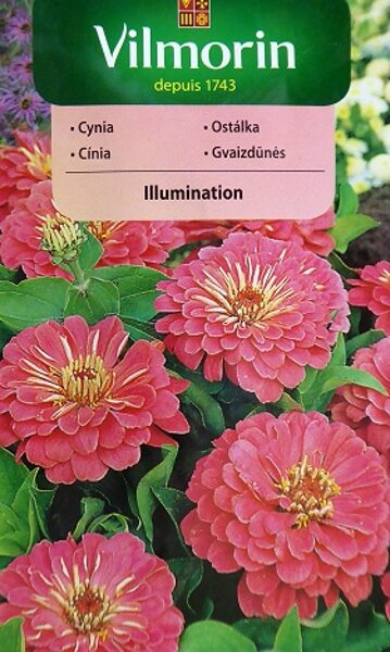 Cinnijas dāliju Illumination 1 g Vilmorin