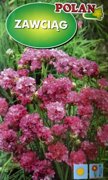 Jūrmalas armērija 100 mg Polan