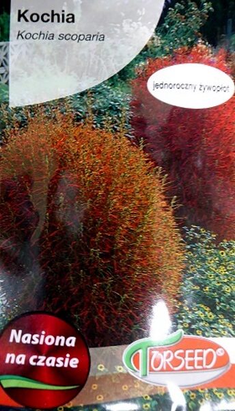 Slotiņu kohija  4 g Torseed