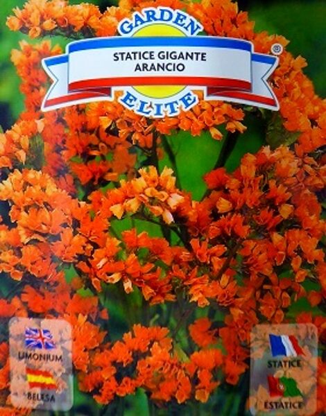 Jomainā limonija Statice gigante ARANCIO 0.3 g Galassi sementi