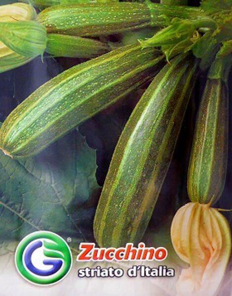 Kabacis Striato d'Italia 6 g Galassi sementi A.P.