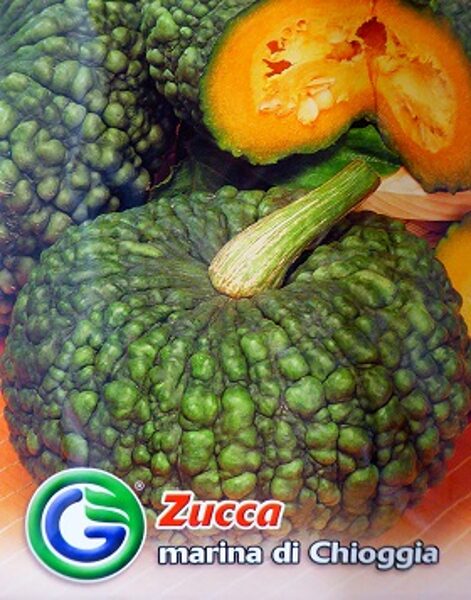 Ķirbji marina di Chioggia 3.5 g Galassi Sementi