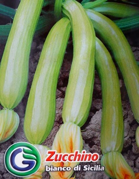 Kabacis Bianco di Sicilia 6 g Galassi Sementi