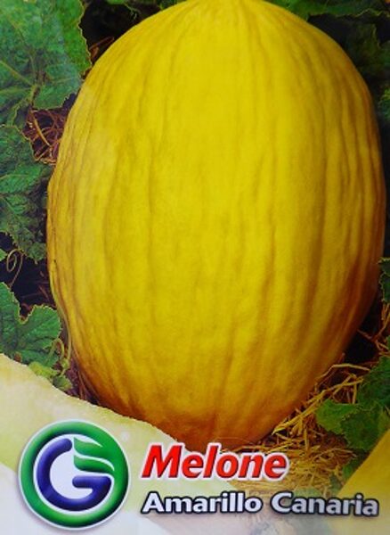Melone Amarillo Canaria 4 g Galassi Sementi