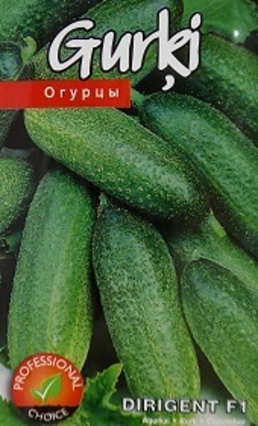 Gurķi DIRIGENT F1 15 gab Kurzemes Sēklas