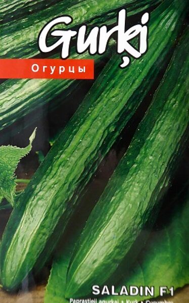 Gurķi Saladin F1 10 gab Kurzemes Sēklas 