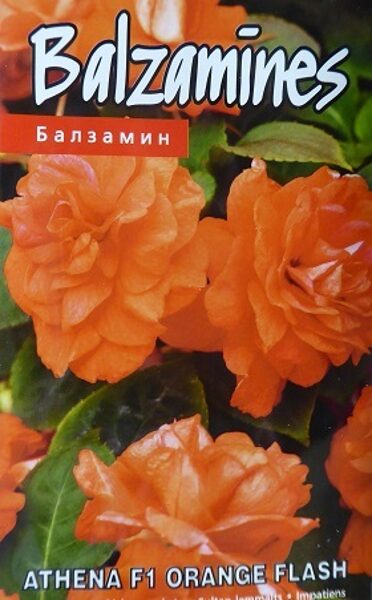 Vallera balzamīnes Athena F1 Orange Flash 5 gab Kurzemes Sēklas