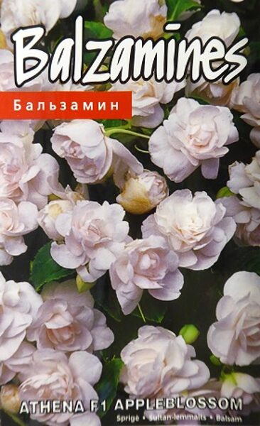 Vallera balzamīnes Athena F1 Appleblossom 5 gab Kurzemes Sēklas